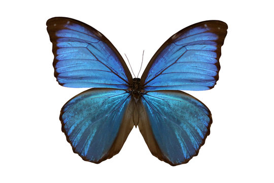 Butterfly(Morpho amathonte) isolated on white background