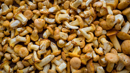 Forest mushrooms