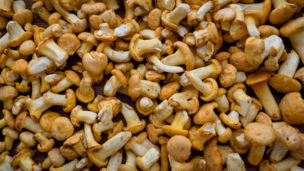 Forest mushrooms