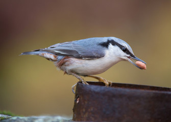 Eurasian nuthatch (Sitta europaea).