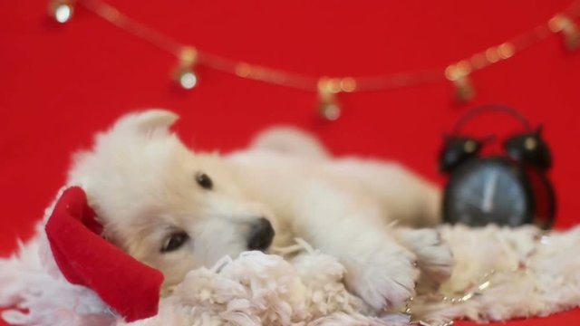 White Shepherd puppy in a Santa Claus hat, slow motion
