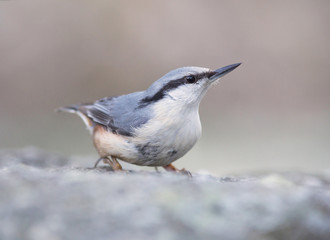 Eurasian nuthatch (Sitta europaea).
