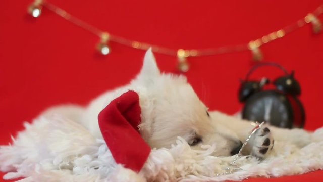 puppy in a Santa Claus hat, slow motion