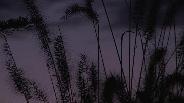 Kurz vor Einbruch der Finsternis bewegen sich die Binsengr&auml;ser im Wind