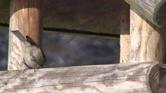 Eine Tannenmeise holt Futter vom Vogelh&auml;uschen