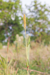 Wild maturing millet on blur green field background