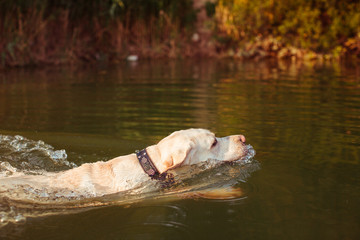The big dog swimming along lake