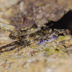 Purple Swift-footed Shore Crab in a rock crevice