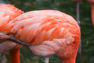 Beautiful pink flamingos in the zoo