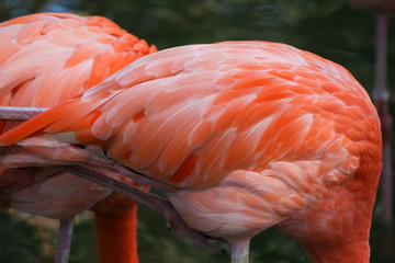 Beautiful pink flamingos in the zoo