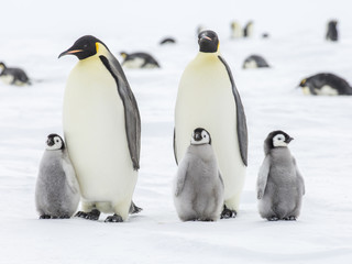 Obraz premium Emperor Penguins on the frozen Weddell Sea