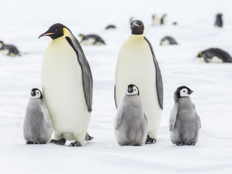 Emperor Penguins on the frozen Weddell Sea