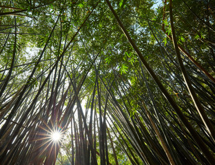 Bamboo forest