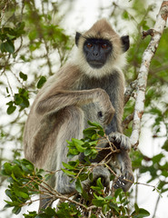 Grey Faced Langur Monkey. Yala national park, Sri Lanka