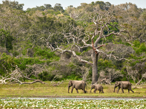 Fototapeta Elephants family in Yala National Park. Sri Lanka