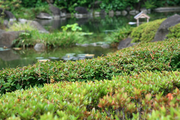 Obraz na płótnie Canvas Garden - Roppongi Hills, Tokyo, Japan