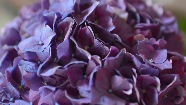 The Incredible Beauty of of Hydrangea. Very close up view