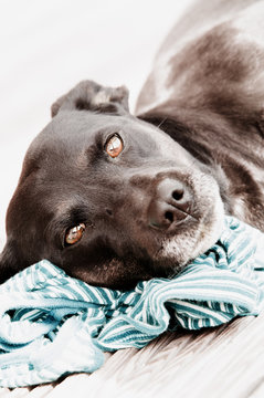 Hund Mischling Labrador schwarz liegt