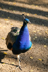 Fototapeta premium A beautiful peacock in the park