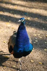 A beautiful peacock in the park