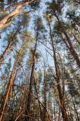 Autumn old pine forest