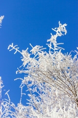 Smoke tree. Branches with frost on blue sky background