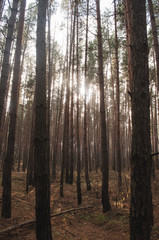 Autumn old pine forest