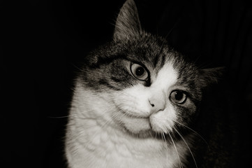 Black and white photo of a cat muzzle