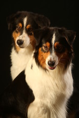 Portrait of dogs mother and daughter Australian Shepherd breed