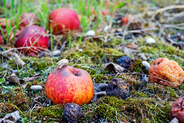 Rotten apple in green moss, eaten by snail.