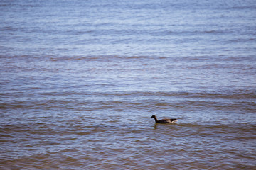 Fototapeta premium Beautiful ducks in the park