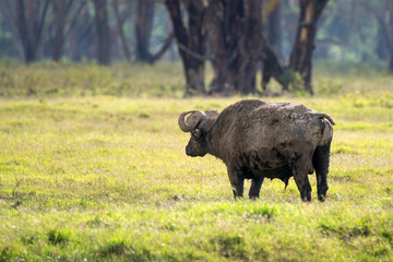 Back view of African buffalo in savannah