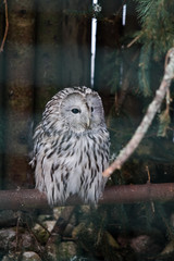 Beautiful owls in the park