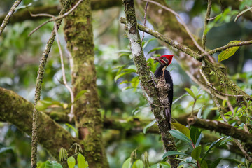 Linienspecht in Costa Rica in einem Baum sitzend