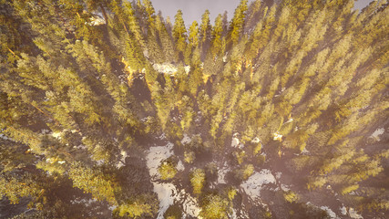 aerial view of a north american forest at fall 3d rendering