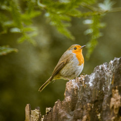 A beautiful robin in the park