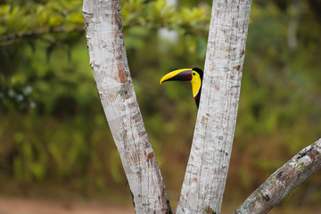 Braunrückentukan in Costa Rica schaut hinter Baumstamm hervor © Uwe Bergwitz