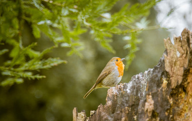 A beautiful robin in the park