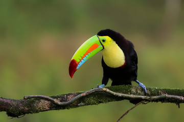 Obraz na płótnie Canvas Regenbogentukan in Costa Rica