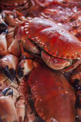 Close-up of Norwegian crabs on the market