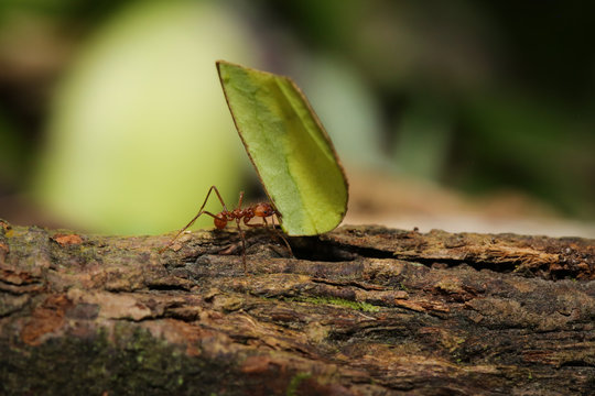Blattschneiderameise transportiert ein Blatt über den Regenwaldboden
