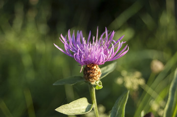 Purple cornflower petals