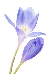 blue crocus two flower isolated on white