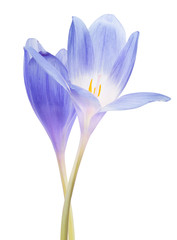 two blue crocus flowers isolated on white