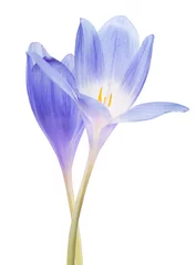 Photo sur Plexiglas Crocus two blue crocus flowers isolated on white