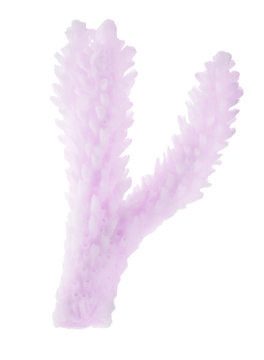 small part of light pink isolated coral branch