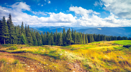Forrest of green pine trees in Carpathian mountains, Ukraine