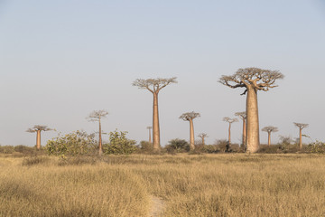 Baobab tree forest