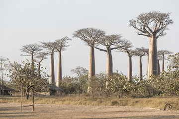 Fototapeta na wymiar Baobab tree forest
