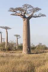 Fototapeta na wymiar Baobab tree forest